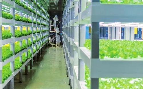 中科三安、京東等國內(nèi)20家植物工廠大盤點(diǎn) 生物飼料研發(fā)新趨勢